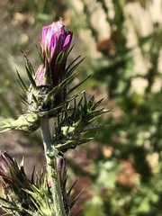 Carduus pycnocephalus