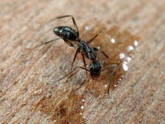 Camponotus lividicoxis