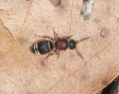 Ephutomorpha cordatiformis