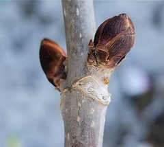 Sambucus kamtschatica