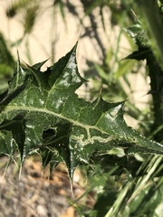 Carduus pycnocephalus