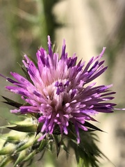 Carduus pycnocephalus