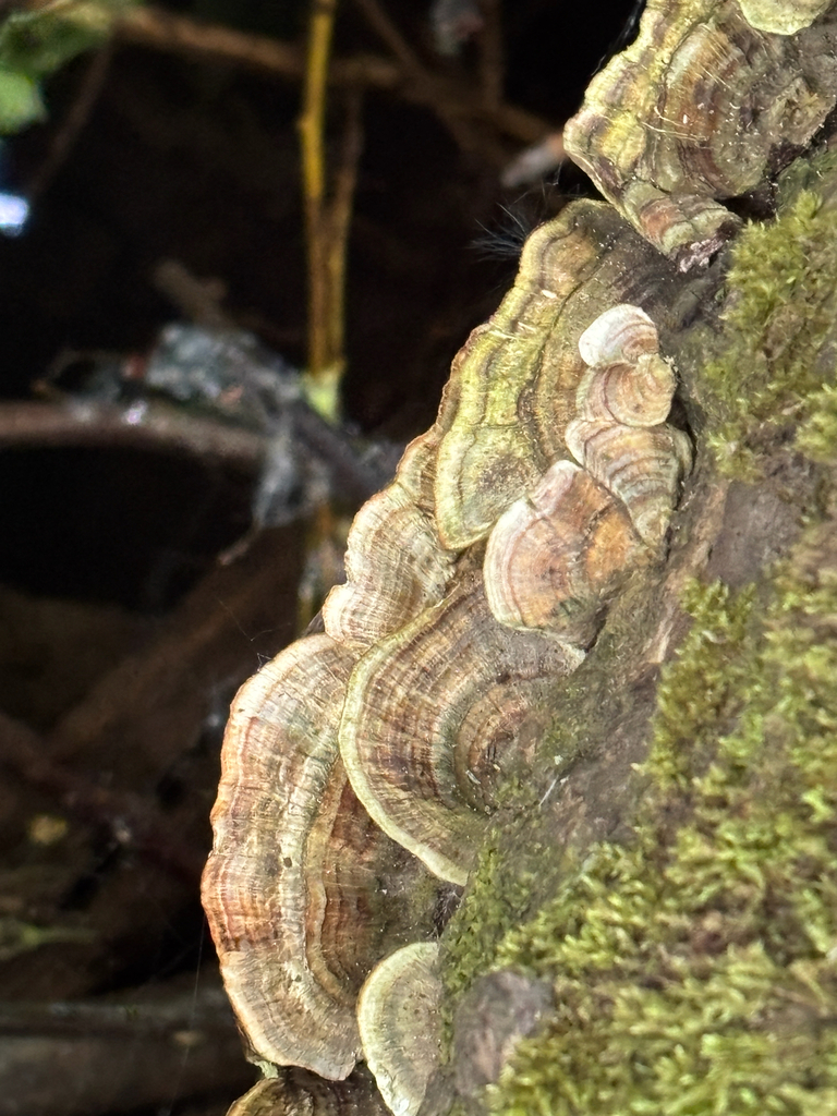 Trametes versicolor · May 2026 · photo: © josehigas (iNaturalist, cc-by)
