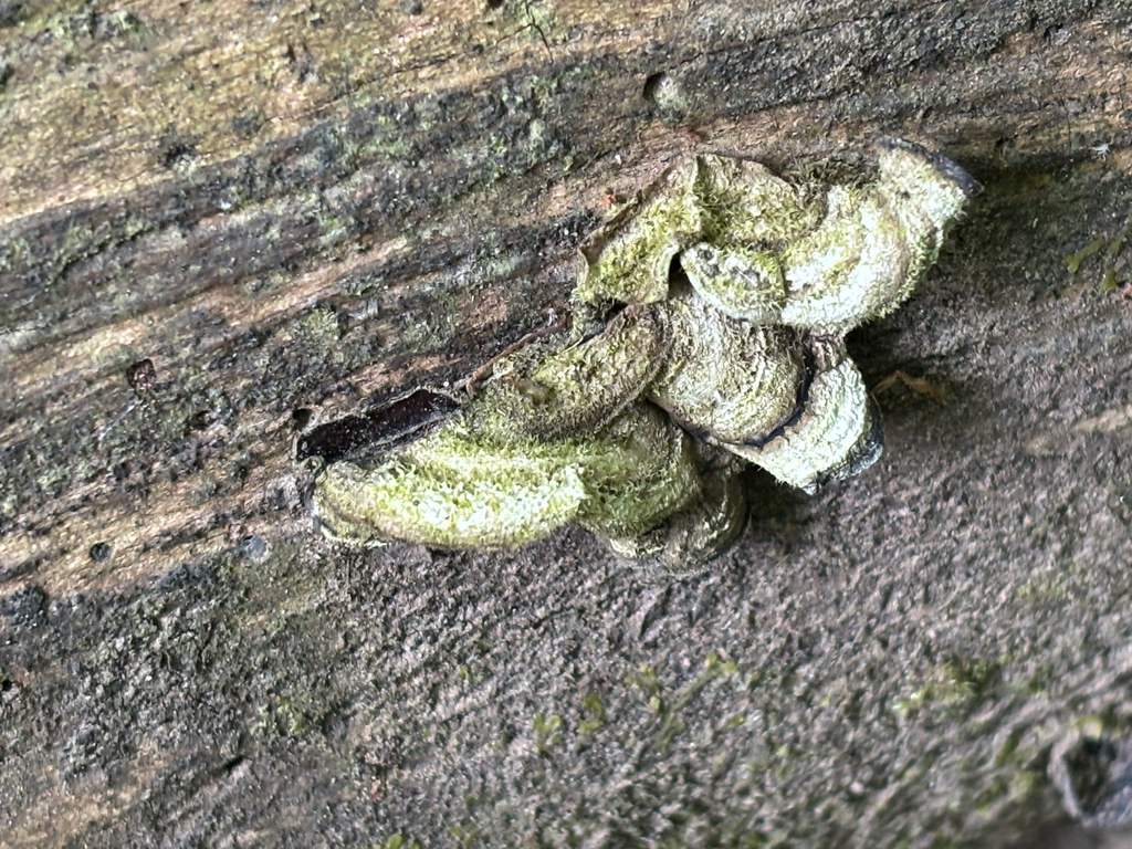 Auricularia mesenterica · May 2026 · photo: © josehigas (iNaturalist, cc-by)