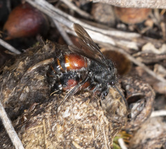 Ephutomorpha lateralis