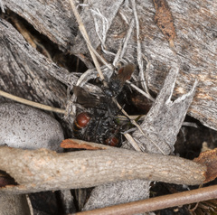 Ephutomorpha lateralis