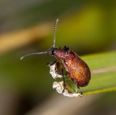 Ecnolagria rufescens