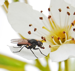 Diptera