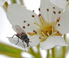 Diptera