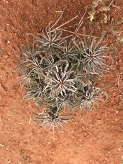 Euphorbia braunsii