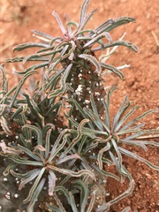 Euphorbia braunsii