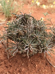 Euphorbia braunsii