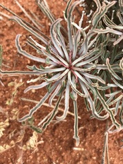 Euphorbia braunsii