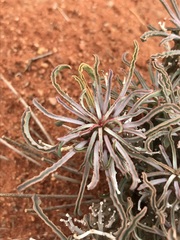 Euphorbia braunsii