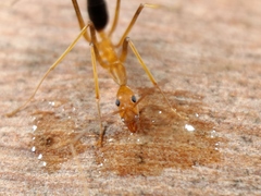 Leptomyrmex rufipes