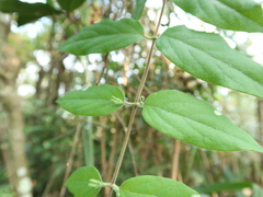Lonicera hypoglauca