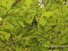 Neochauliodes sinensis