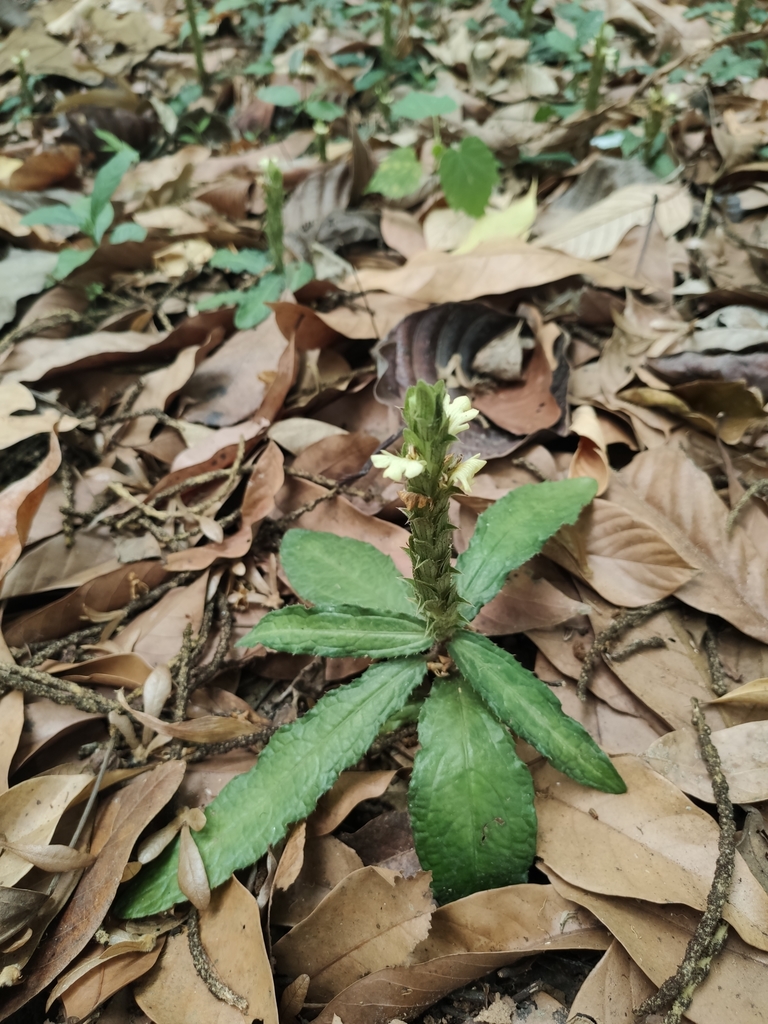 Acanthus leucostachyus