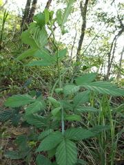 Rubus trianthus