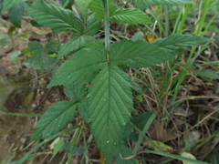 Rubus trianthus