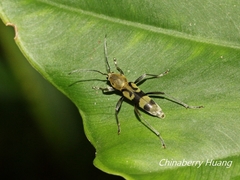 Chlorophorus signaticollis