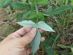 Rubus trianthus