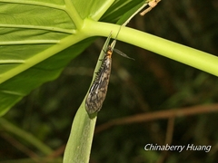 Neochauliodes sinensis