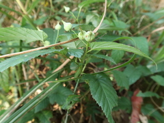 Rubus trianthus