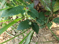 Rubus trianthus