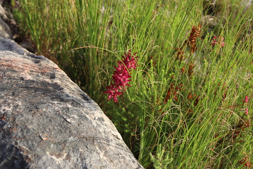 Erica mammosa, photograph 2