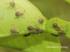 Cappaea taprobanensis