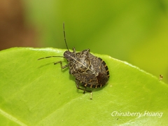 Cappaea taprobanensis