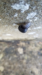 Armadillidium depressum