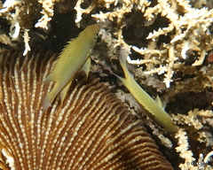 Chrysiptera oxycephala