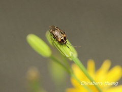 Eolygus vittatus