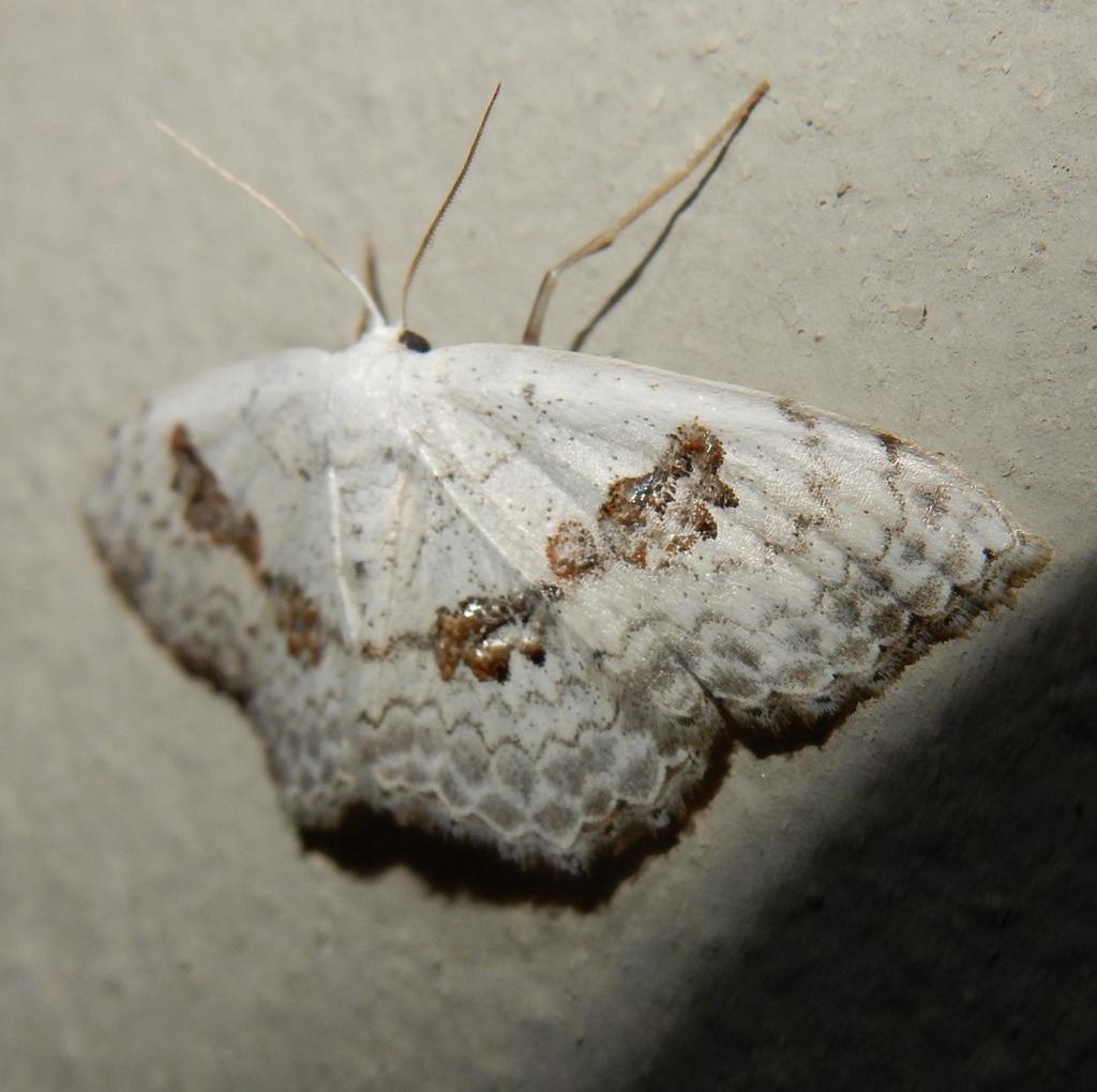 Somatina vestalis