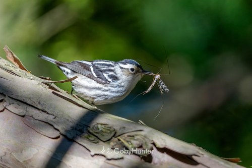 Black-and-white Warbler