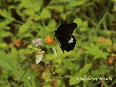 Papilio castor formosanus