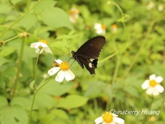 Papilio castor formosanus