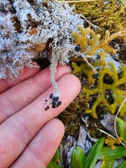 Stereocaulon colensoi