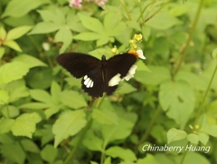 Papilio castor formosanus