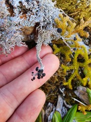 Stereocaulon colensoi