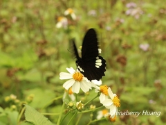 Papilio castor formosanus