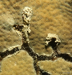 Psammocora nierstraszi