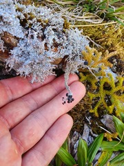 Stereocaulon colensoi