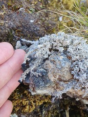 Stereocaulon colensoi