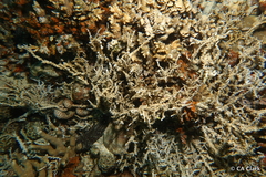 Anacropora