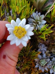 Leucogenes leontopodium