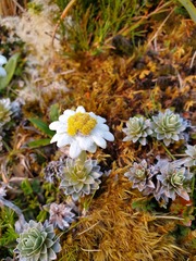 Leucogenes leontopodium