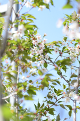 Prunus salicina